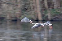 Graugans 3 vom Eis startend