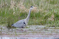 Graureiher am Teichufer