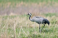 Kranich in Feuchtwiese