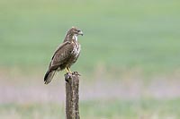 Maeusebussard auf Weidepfahl