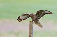 Maeusebussard landend