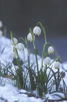 Maerzenbecher im Schnee