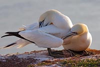 Basstoelpel Paar gemeinsam