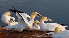 Basstoelpel Kolonie Abendlicht