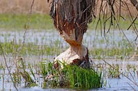 Biberfrass am Baum