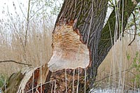 Biberfrass am Baumstamm