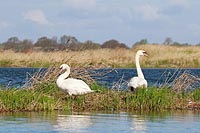 Hoeckerschwaene auf Flussinsel