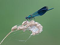 Gebaenderte Prachtlibelle Gesp