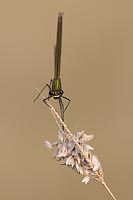 Gebaenderte Prachtlibelle Weib