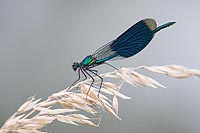 Gebaenderte Prachtlibelle Aehr