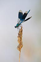 Gebaenderte Prachtlibelle Flue