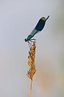 Gebaenderte Prachtlibelle Aehr