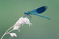 Gebaenderte Prachtlibelle seit