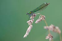 Gebaenderte Prachtlibelle w Ae