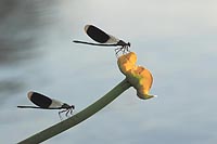 Gebaenderte Prachtlibelle 2 a 