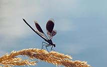 Gebaenderte Prachtlibelle Abwe