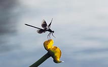 Gebaenderte Prachtlibelle Anfl