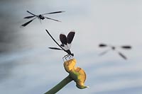 Gebaenderte Prachtlibelle Angr