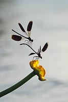 Gebaenderte Prachtlibelle Atta