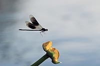 Gebaenderte Prachtlibelle ueb 