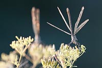 Gebaenderte Prachtlibelle 2 Ab