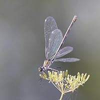 Gebaenderte Prachtlibelle Hint