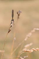 Gebaenderte Prachtlibelle in V