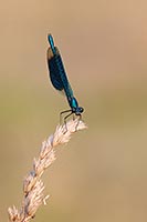 Gebaenderte Prachtlibelle M HF