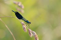 Gebaenderte Prachtlibelle M Se