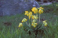 Schl�sselblumen Cevennen