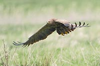 Schreiadler Fluegelabschlag