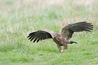 Schreiadler Fussgaenger