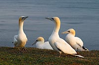 Basstoelpel kommunizierend