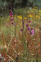 Wildgladiole Extremadura