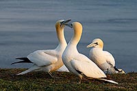 Basstoelpel Balzverhalten