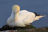 Basstoelpel auf Nest