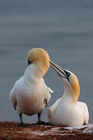 Basstoelpel Gefiederpfelge