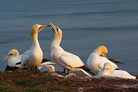 Basstoelpel Brutfelsen Abendli