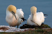 Basstoelpel Nestausbesserung