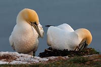 Basstoelpel Nesterweiterung