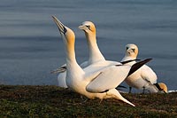 Basstoelpel Paar Verhalten