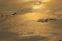 Felswatt goldenes Abendlicht