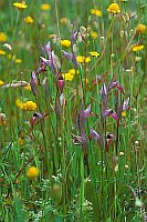 Zungenstendel Extremadura