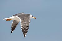 Heringsmoewe angewinkelte Flue