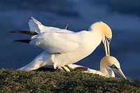 Basstoelpel Vorspiel