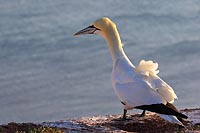 Basstoelpel Wind im Gefieder
