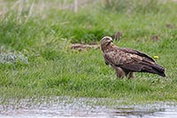 Schreiadler aufmerksam