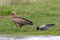 Schreiadler m Kraehe