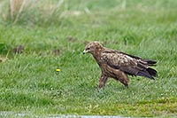 Schreiadler schreitend