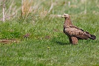 Schreiadler steht in Wiese